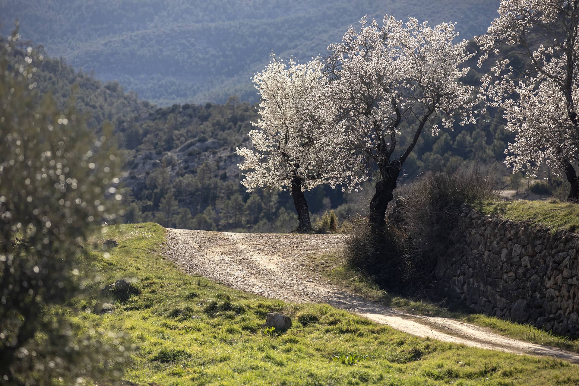 Herbes_Ruta99_13090